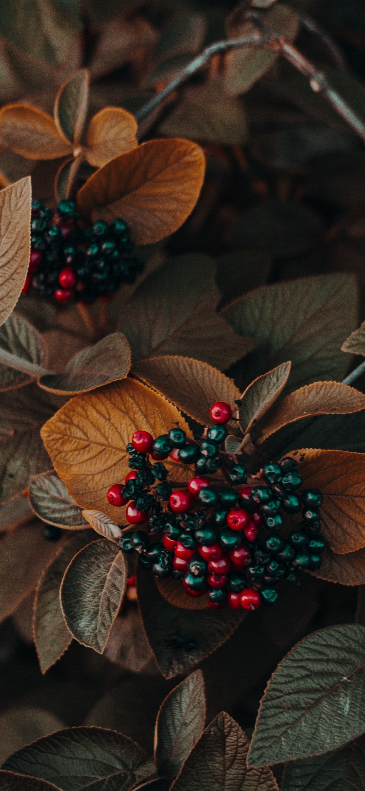 Обои цветок, растение, свет, лист, наземное растение в разрешении 1242x2688