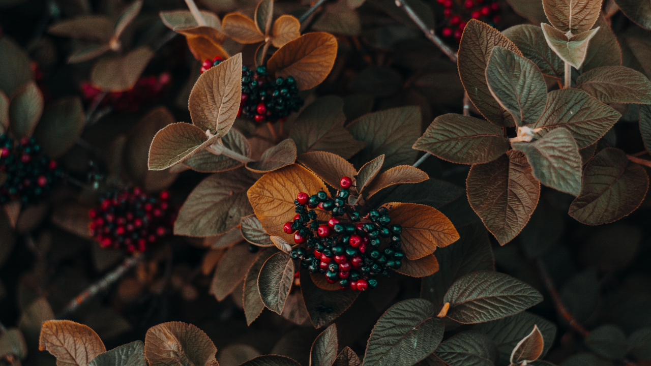 Обои цветок, растение, свет, лист, наземное растение в разрешении 1280x720