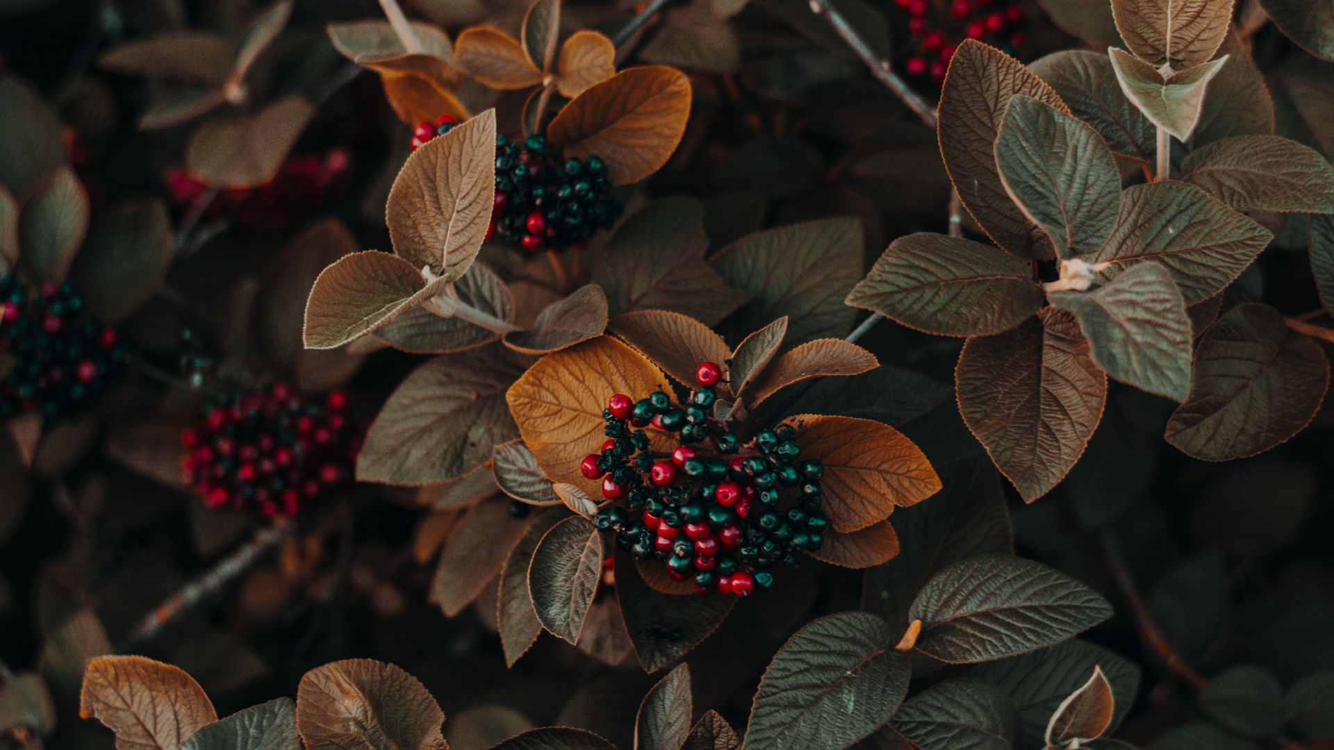 Обои цветок, растение, свет, лист, наземное растение в разрешении 1920x1080