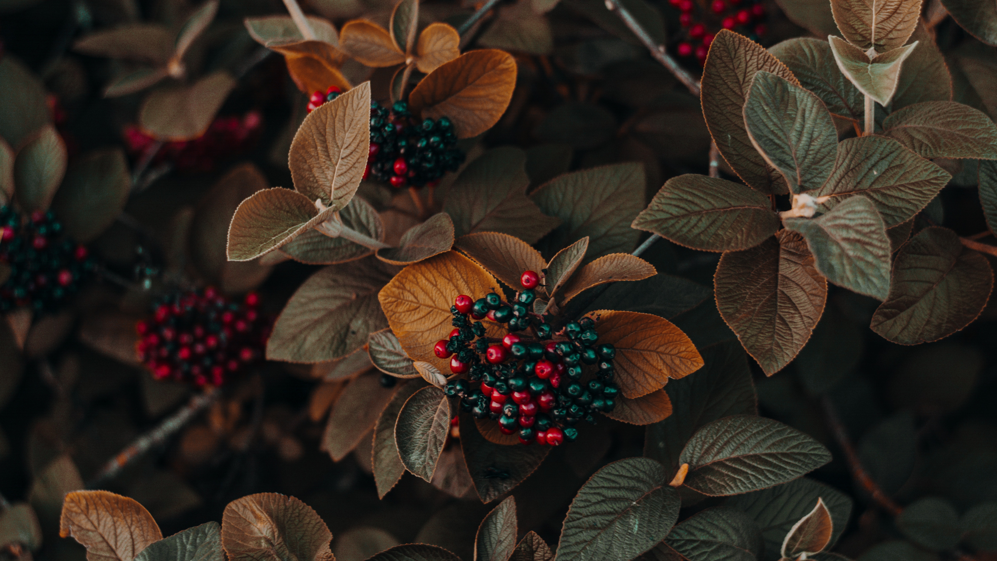 Обои цветок, растение, свет, лист, наземное растение в разрешении 3840x2160