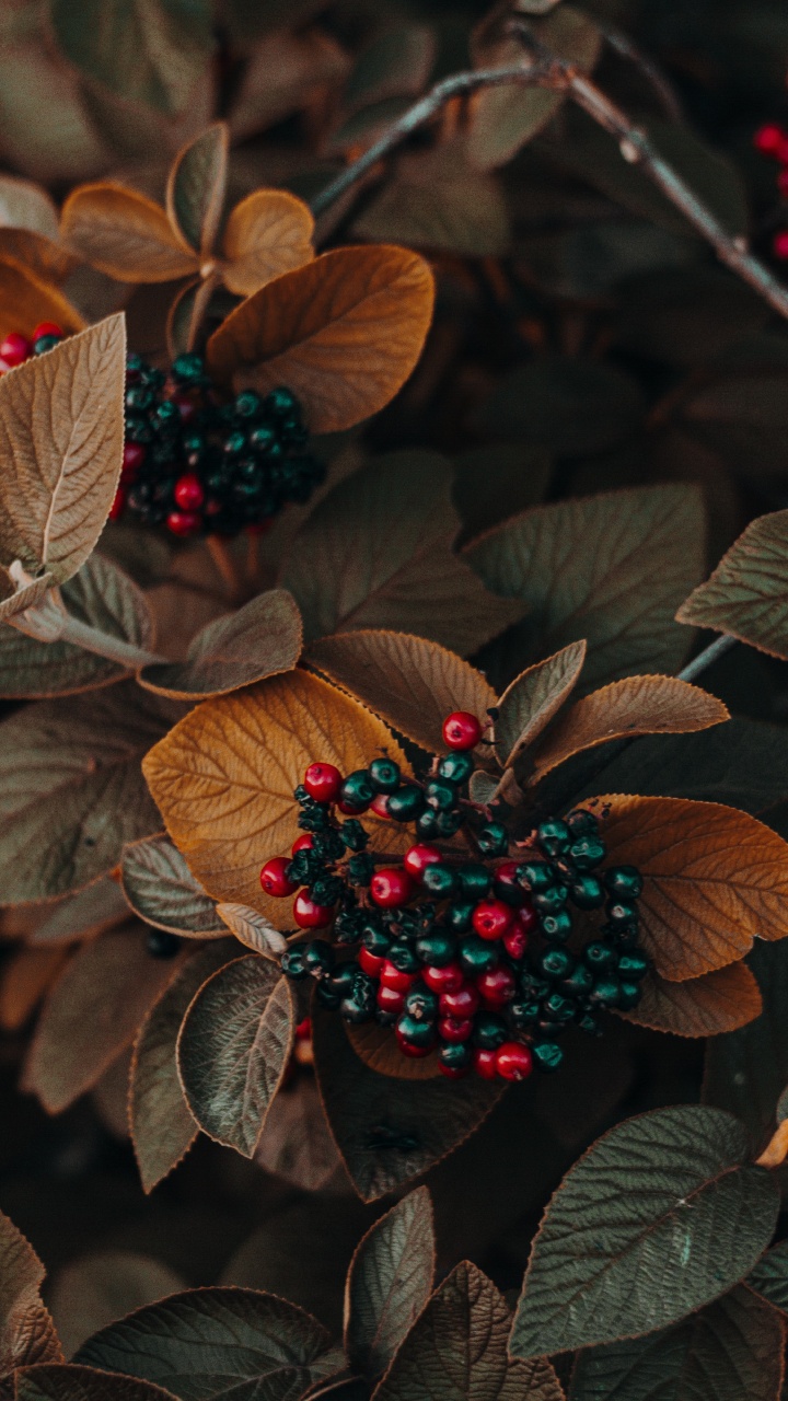 Обои цветок, растение, свет, лист, наземное растение в разрешении 720x1280