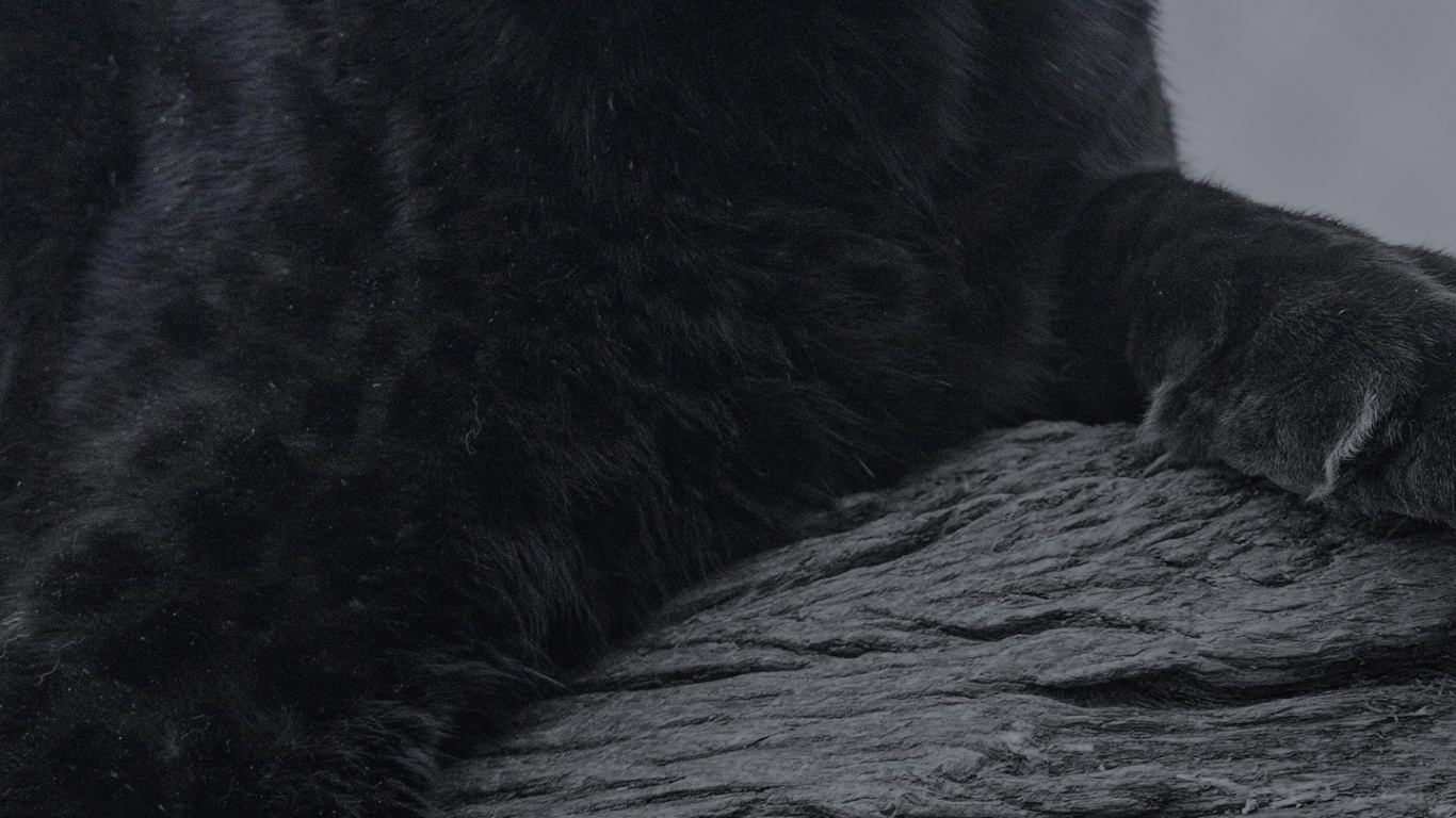 Обои у них есть животные, Ягуар, кошачьих, кот, Леопард в разрешении 1366x768