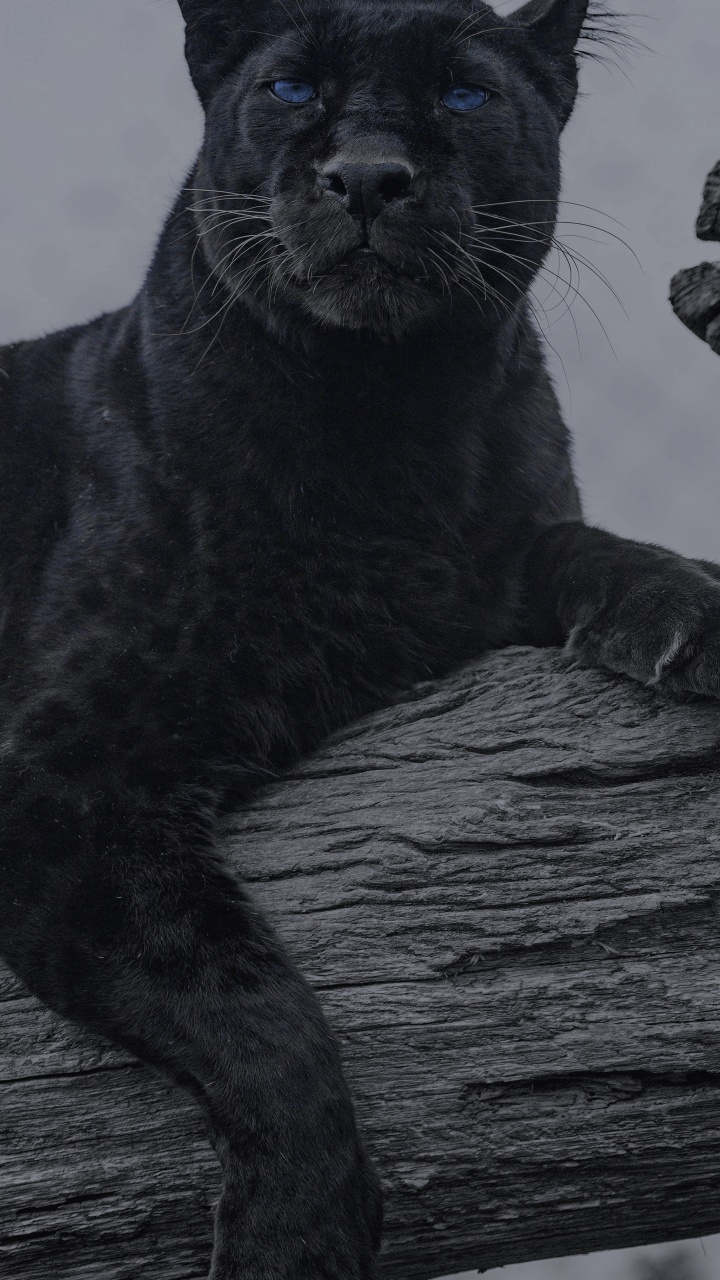 Обои у них есть животные, Ягуар, кошачьих, кот, Леопард в разрешении 720x1280