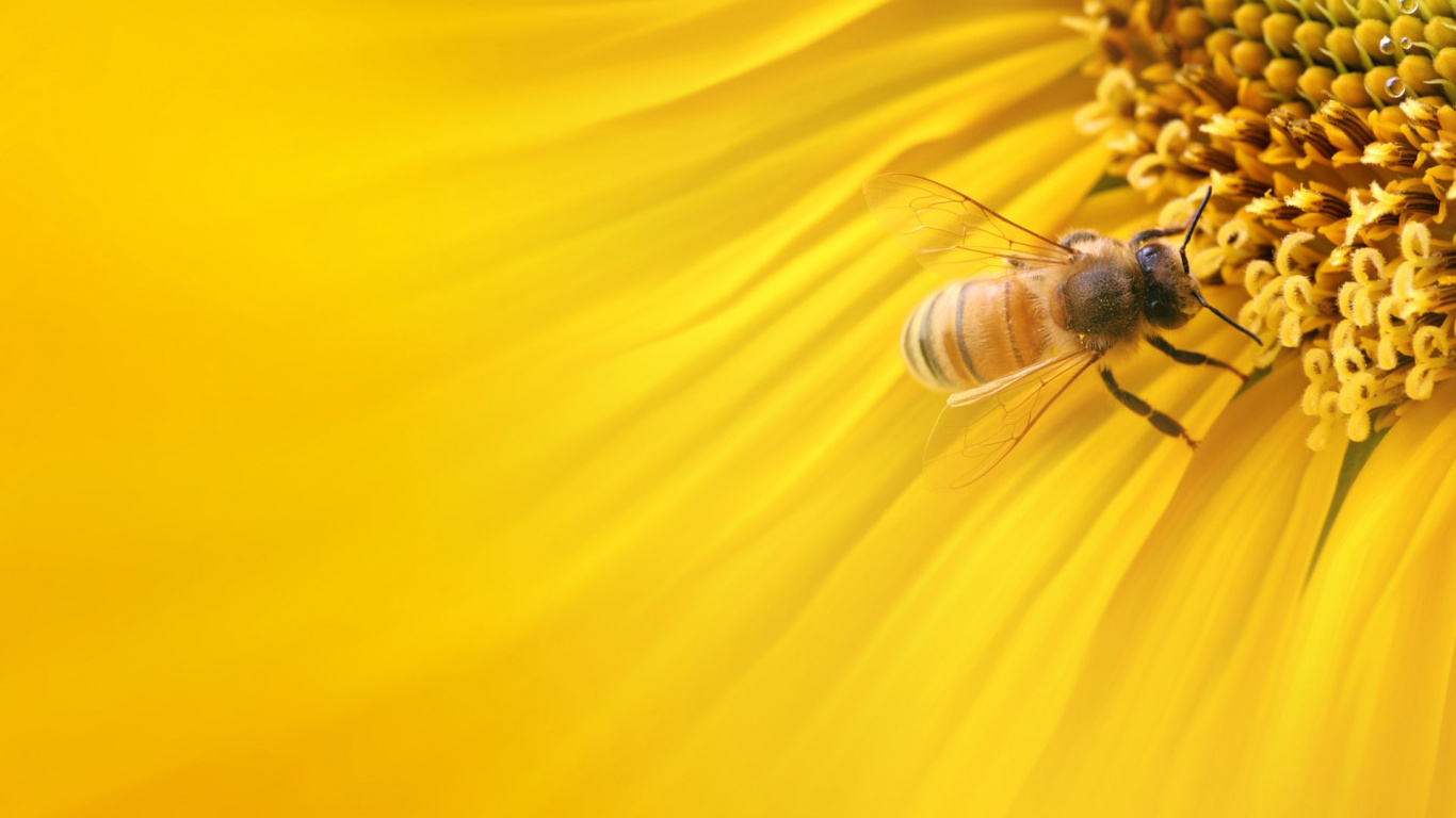 Обои медоносная пчела, насекомое, пчела, желтый, пыльца в разрешении 1366x768