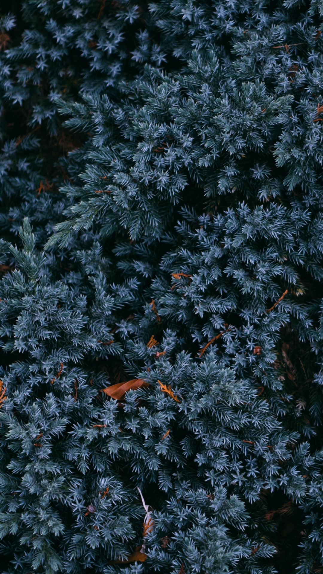 Обои дерево, синий, растение, узор, осень в разрешении 1080x1920