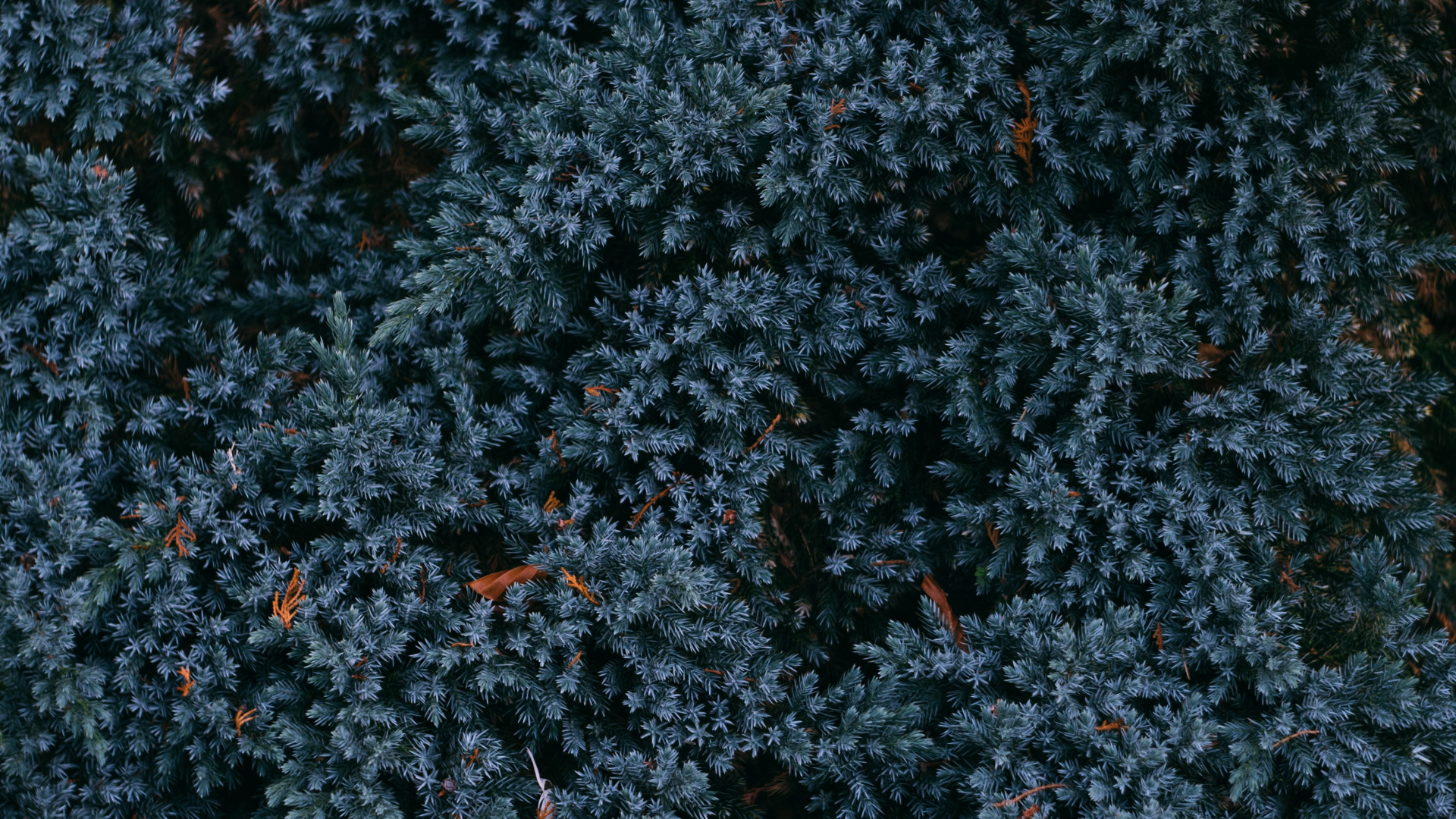 Обои дерево, синий, растение, узор, осень в разрешении 1920x1080