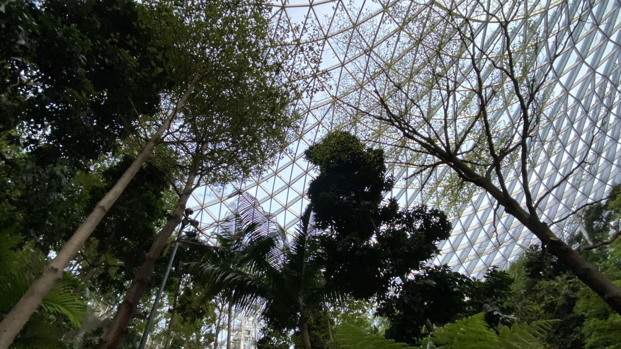 Обои дерево, достопримечательность, ячейка, ботаники, наземное растение в разрешении 1280x720