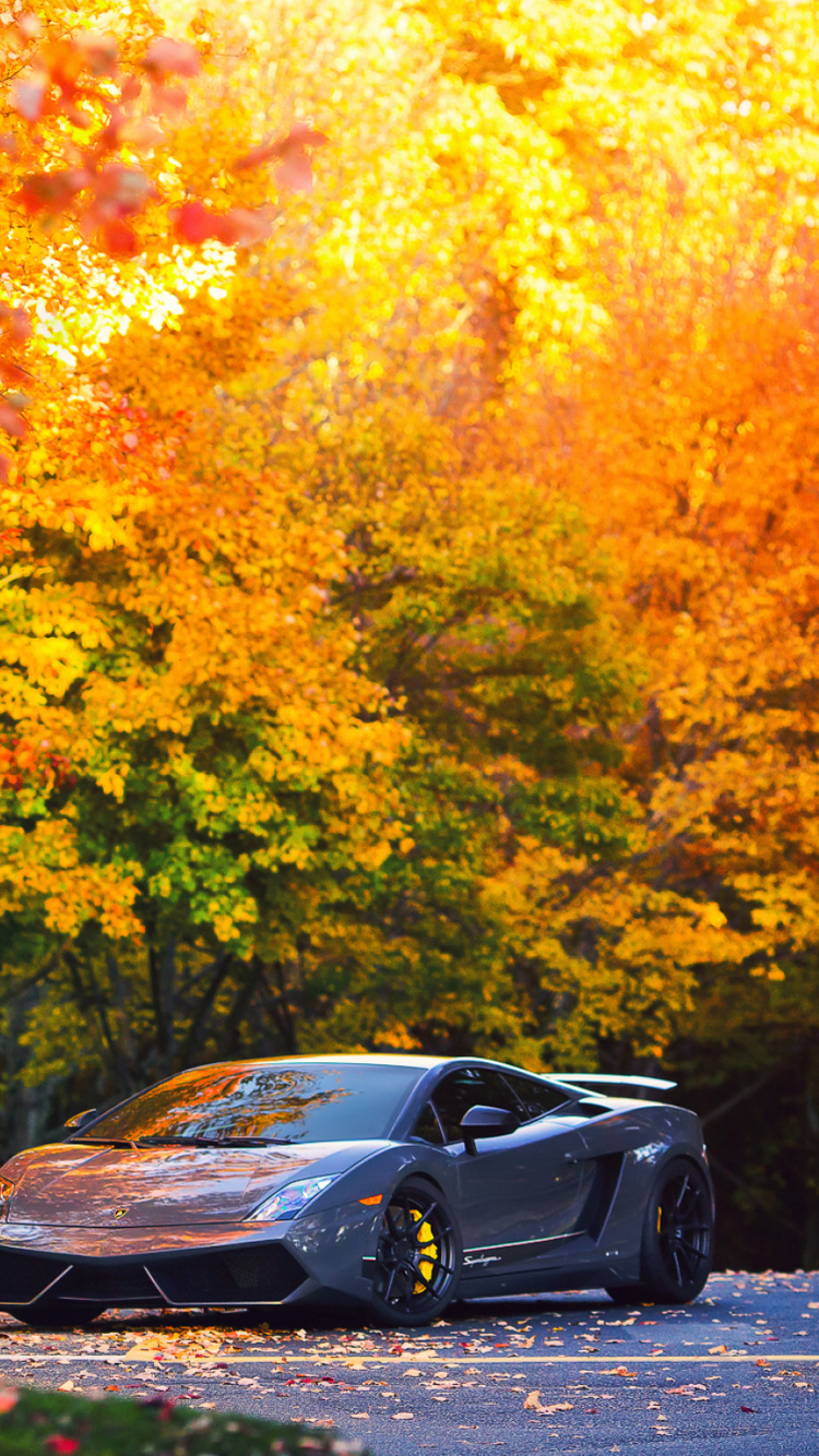 Обои lamborghini gallardo, Ламборджини, дерево, осень, древесные растения в разрешении 750x1334