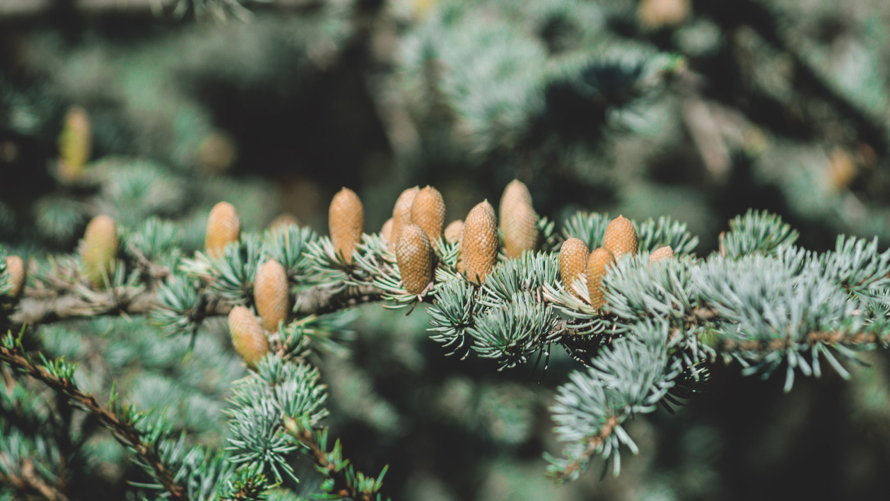 Обои завод, пихта, котировка, хвойные конуса, ель в разрешении 1280x720