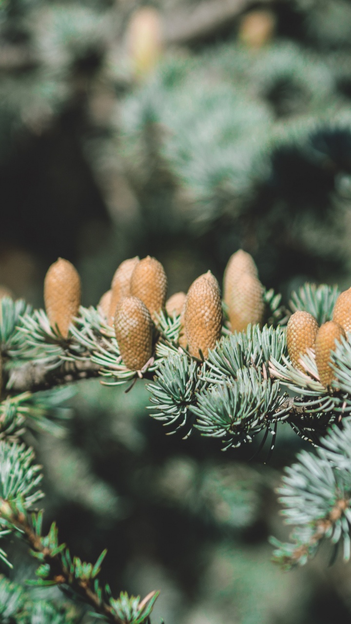 Обои завод, пихта, котировка, хвойные конуса, ель в разрешении 720x1280