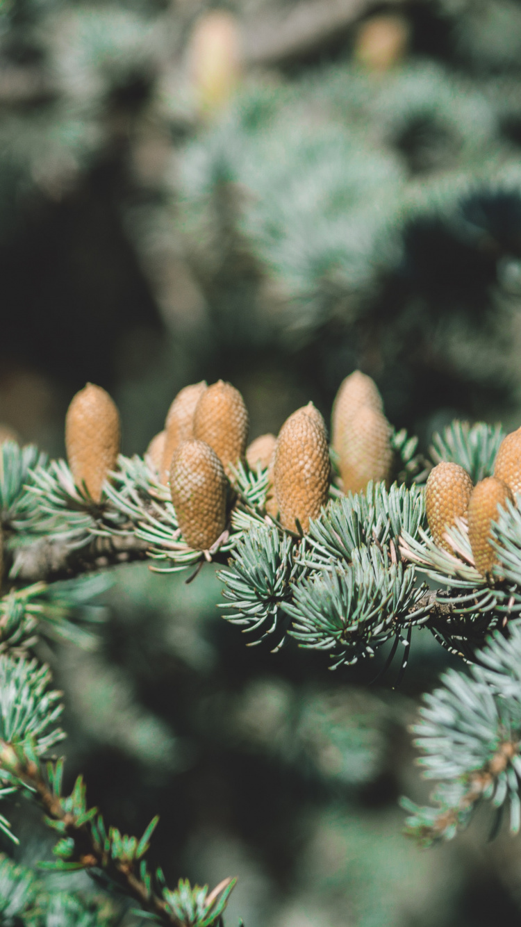 Обои завод, пихта, котировка, хвойные конуса, ель в разрешении 750x1334