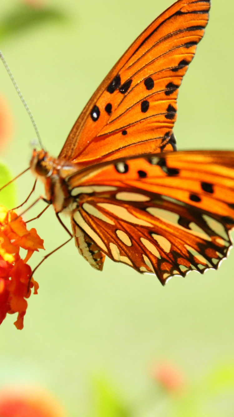 Обои насекомое, мотыльки и бабочки, бабочка, опылитель, нектар в разрешении 750x1334