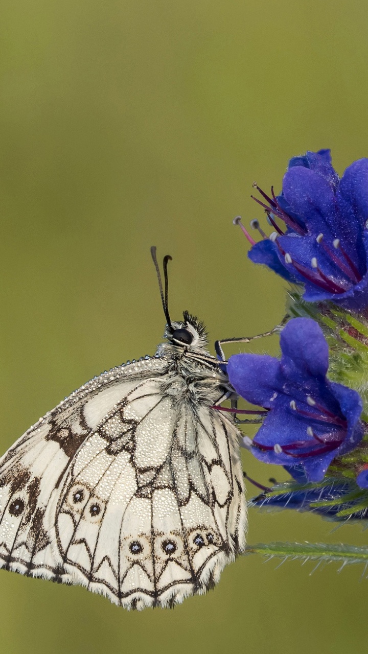 Обои lycaenid, бабочкамонарх, насекомое, белянок, мотылек в разрешении 720x1280