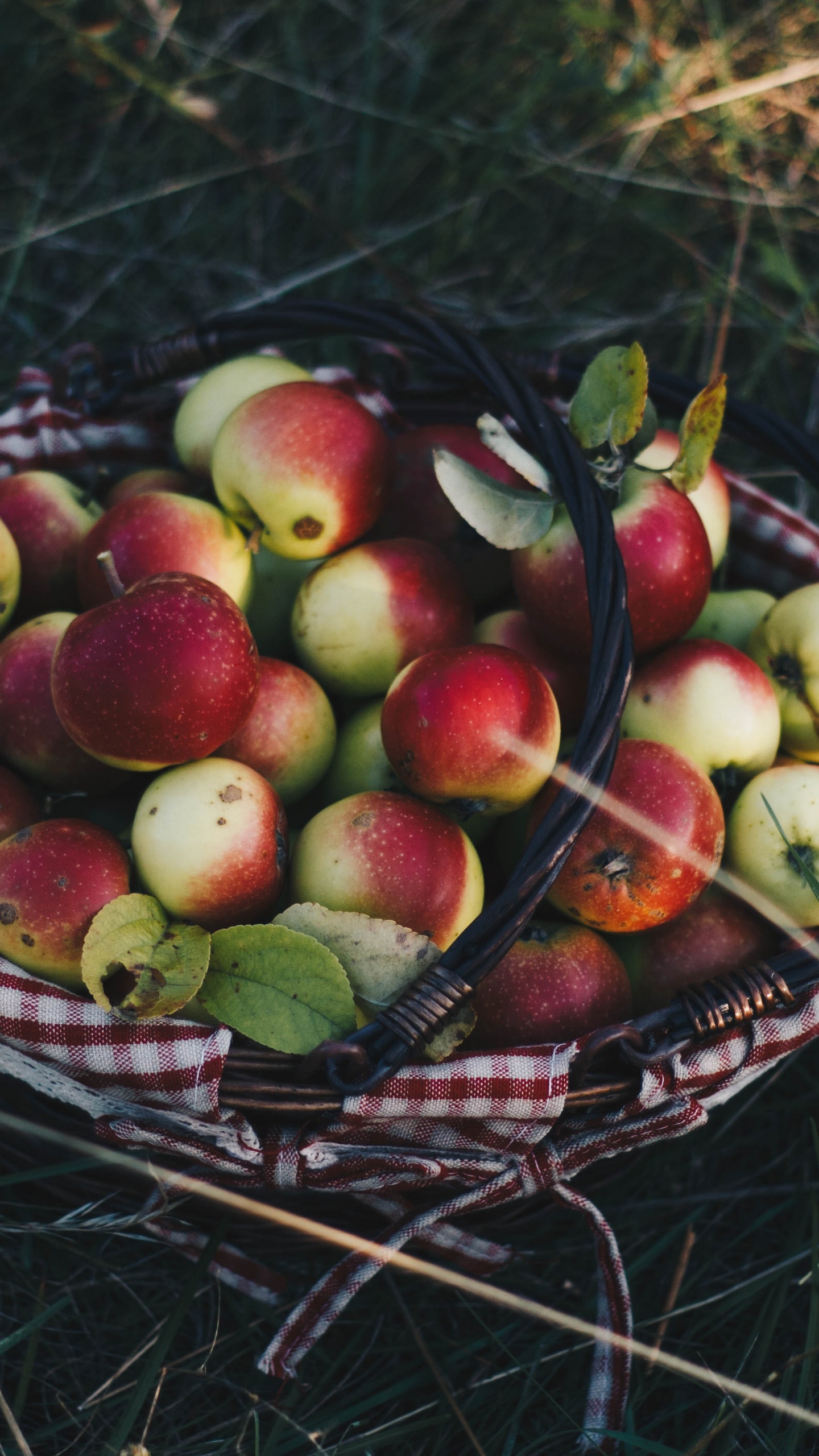 Обои фрукты, apple, растение, натюрморт, пища в разрешении 1440x2560