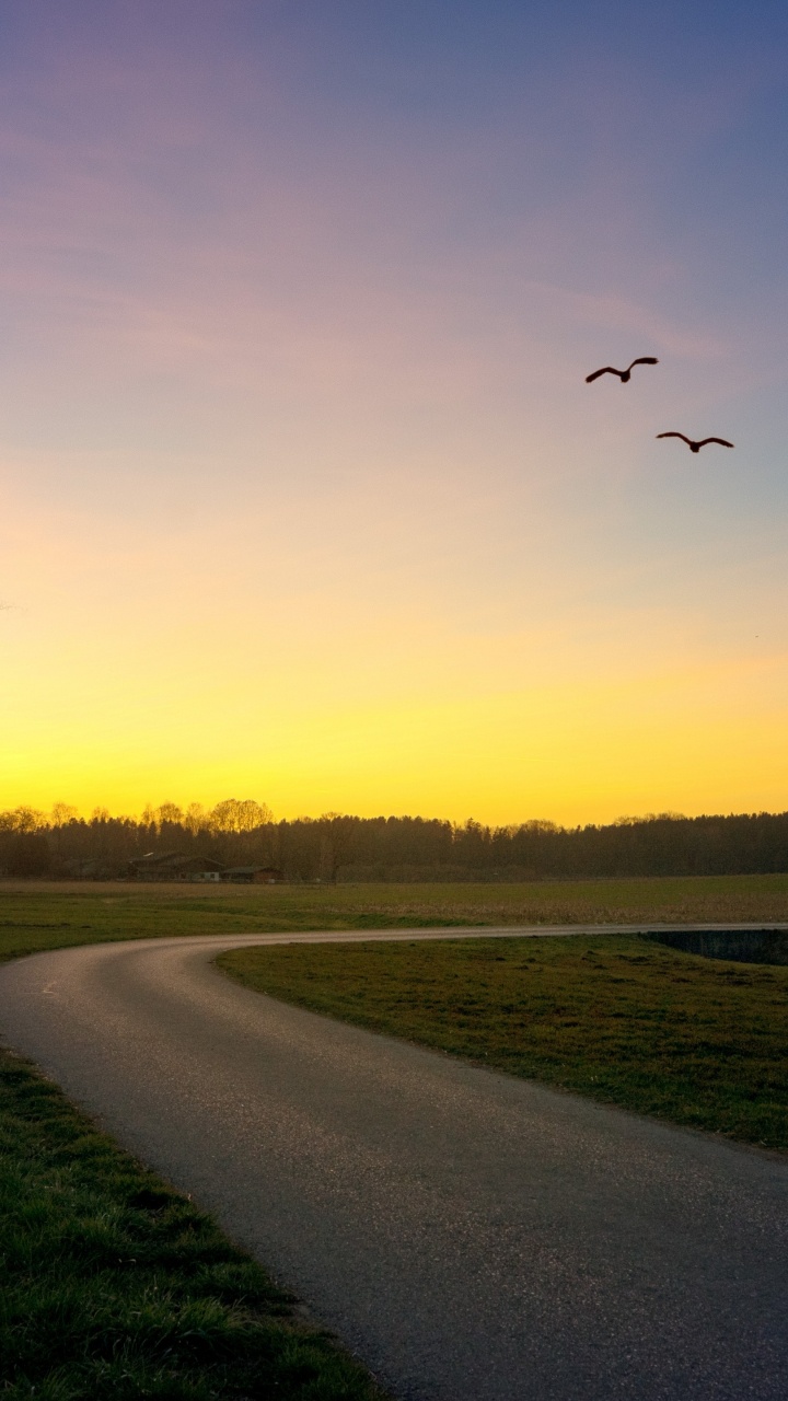 Обои птица, растение, экорегион, облако, дерево в разрешении 720x1280