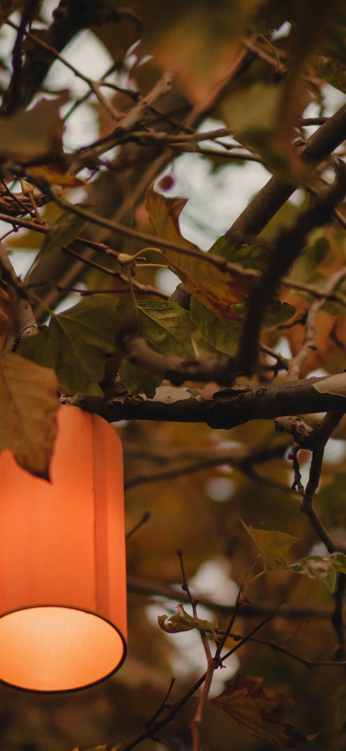 Обои дерево, свет, освещение, осветительная арматура, растение в разрешении 1125x2436