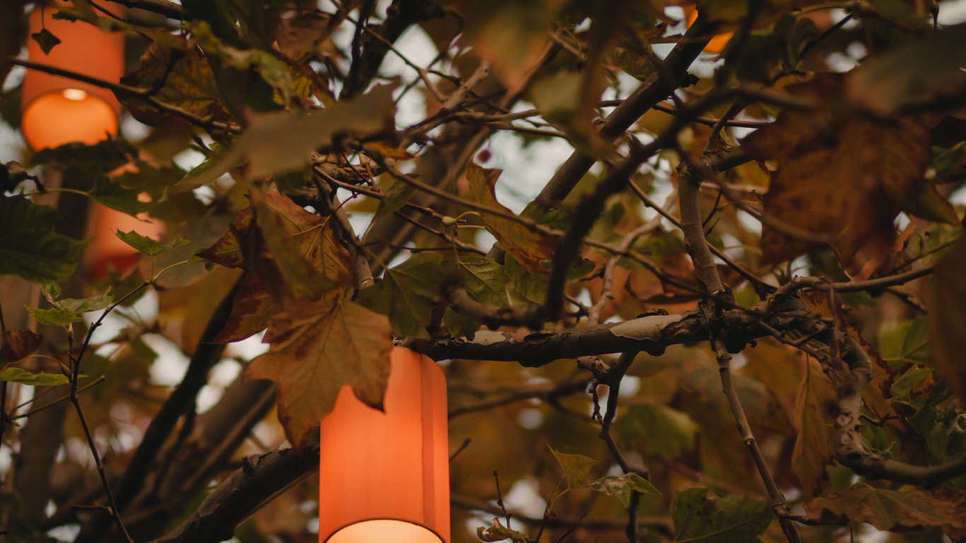 Обои дерево, свет, освещение, осветительная арматура, растение в разрешении 1366x768