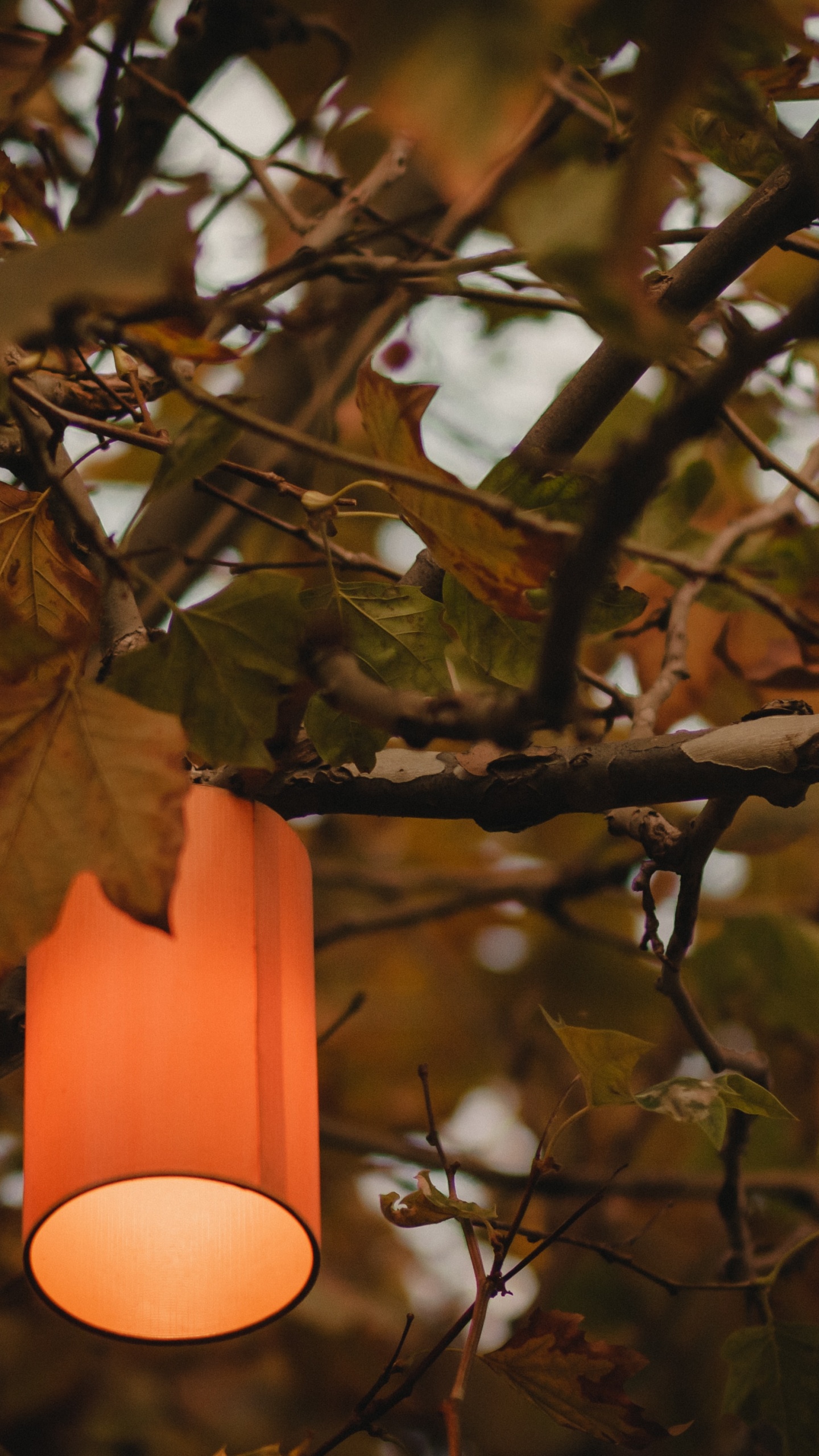 Обои дерево, свет, освещение, осветительная арматура, растение в разрешении 1440x2560