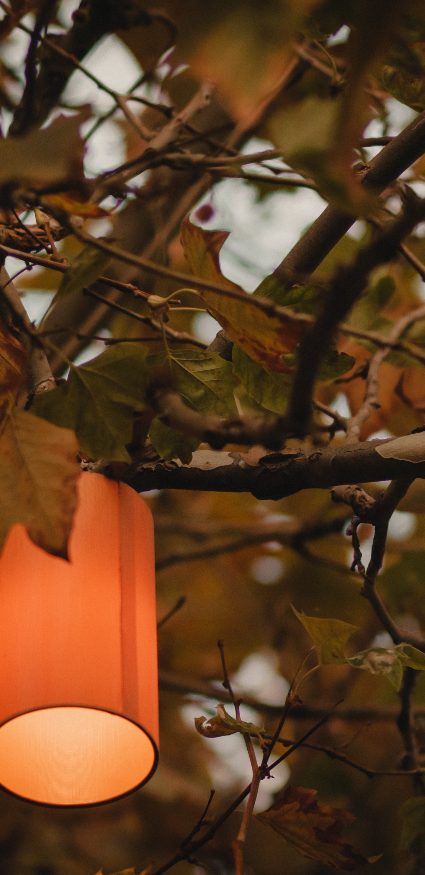 Обои дерево, свет, освещение, осветительная арматура, растение в разрешении 1440x2960