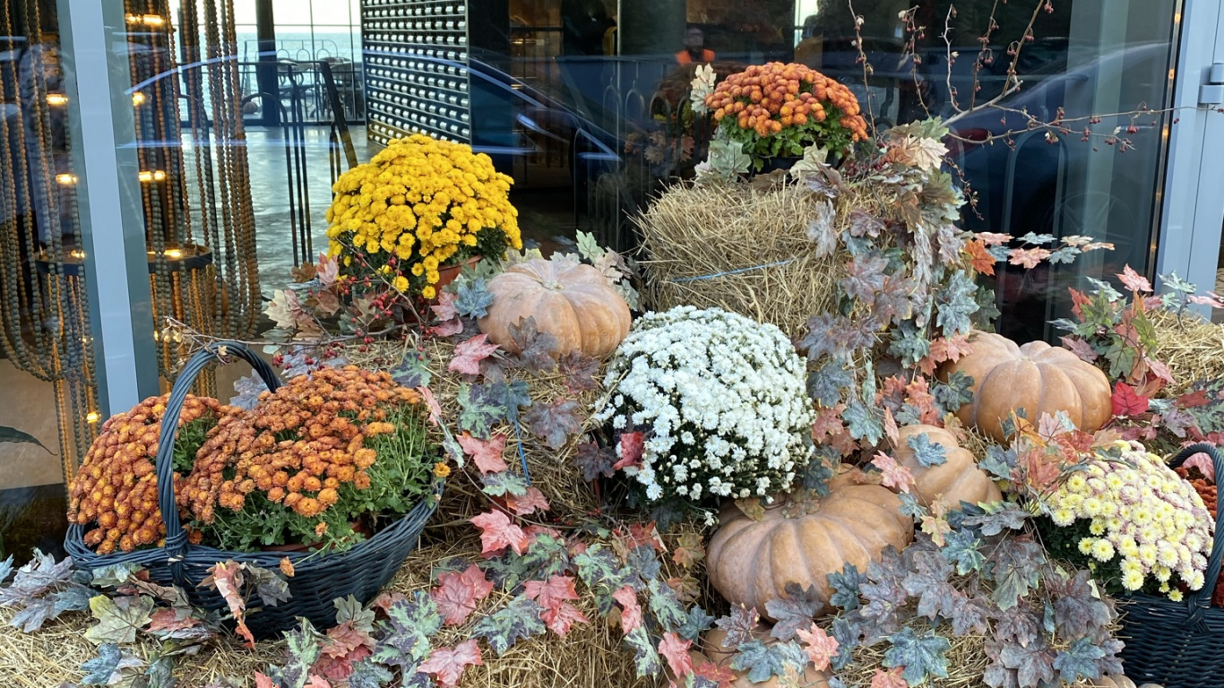 Обои тыква, тыквы, кабачок, калебас, цветок в разрешении 1366x768