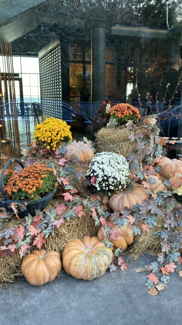 Обои тыква, тыквы, кабачок, калебас, цветок в разрешении 720x1280