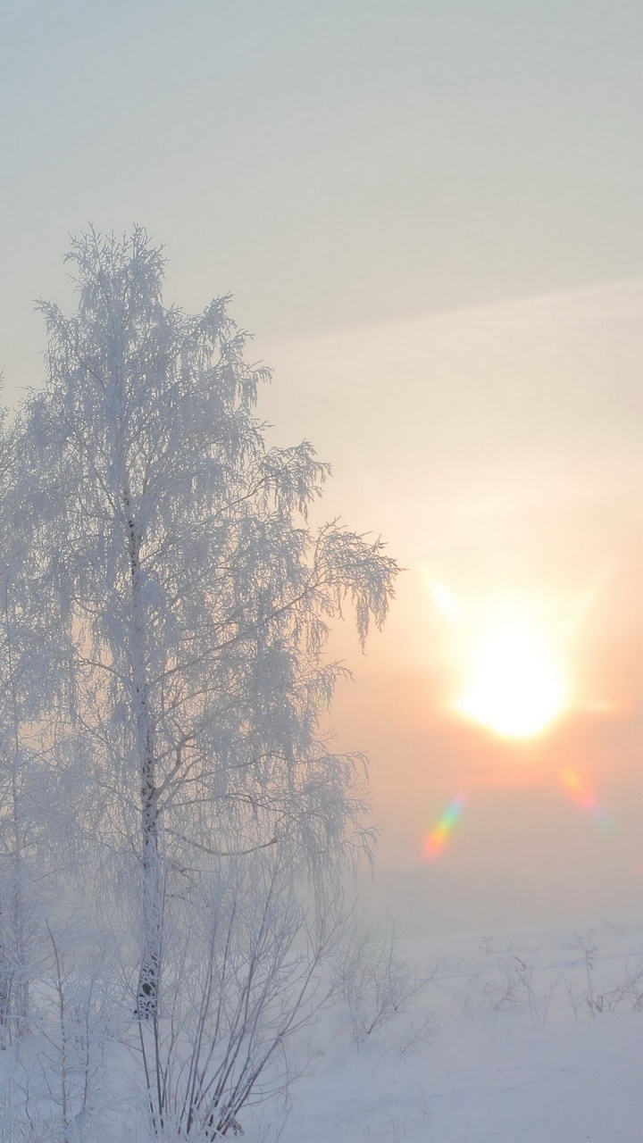 Обои зима, снег, дерево, замораживание, мороз в разрешении 720x1280