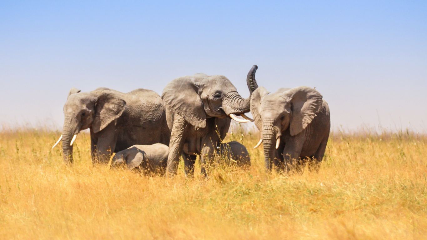 Обои Слон, слоны и мамонты, живая природа, наземные животные, африканский слон в разрешении 1366x768