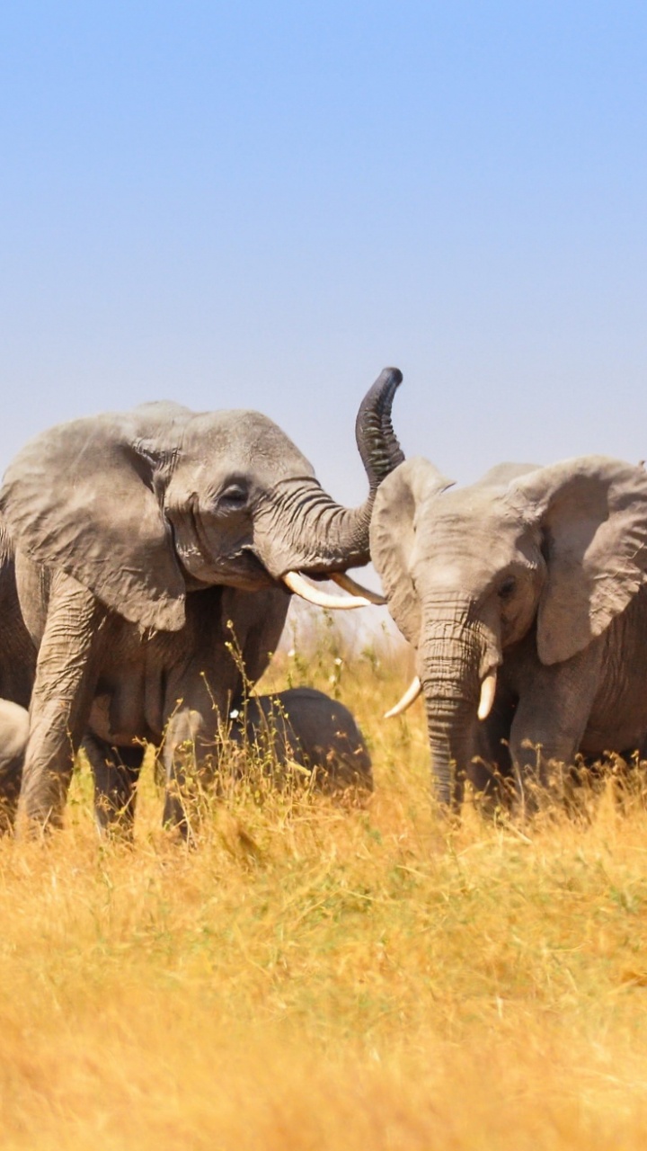 Обои Слон, слоны и мамонты, живая природа, наземные животные, африканский слон в разрешении 720x1280