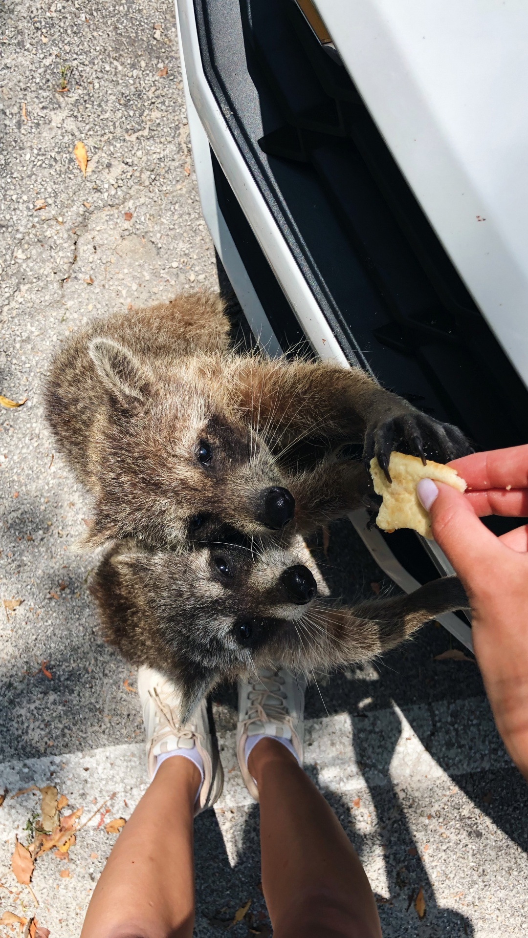 Обои мех, procyonidae, наука, биология, человек в разрешении 1080x1920