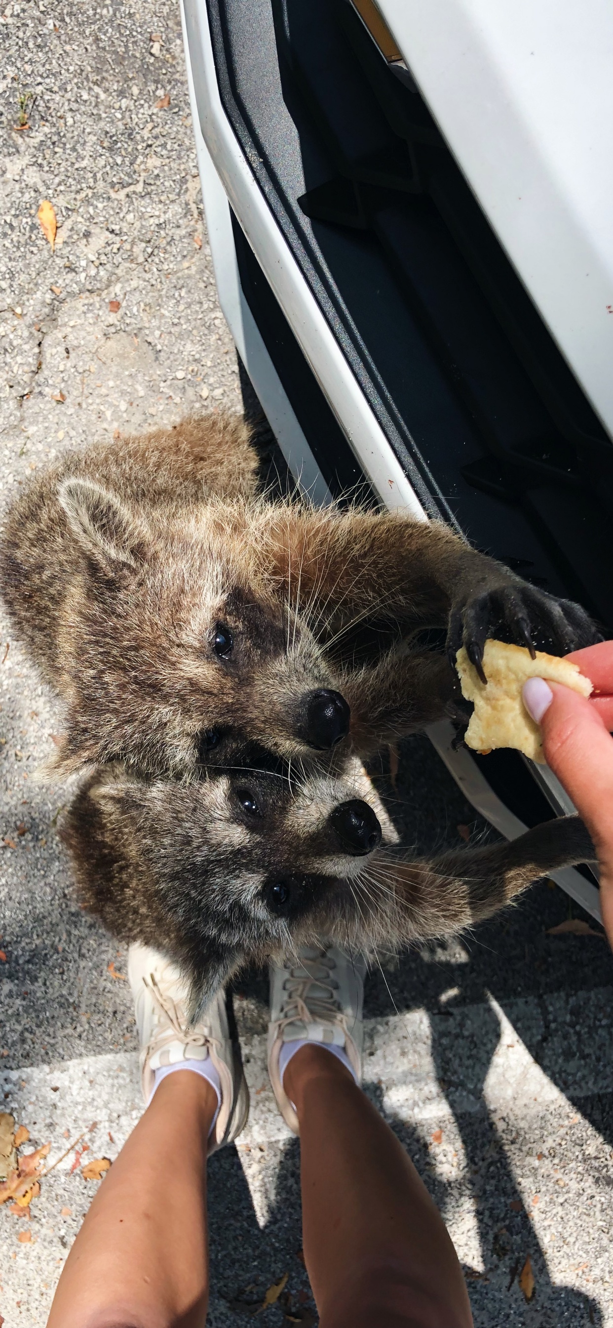 Обои мех, procyonidae, наука, биология, человек в разрешении 1242x2688