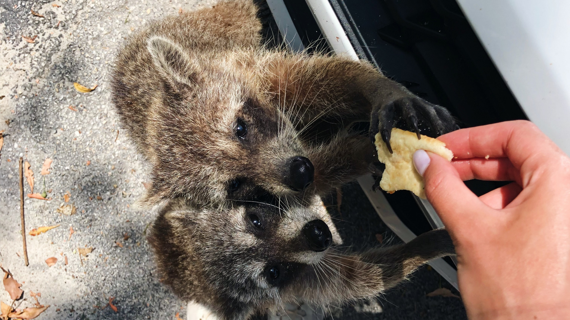 Обои мех, procyonidae, наука, биология, человек в разрешении 1920x1080