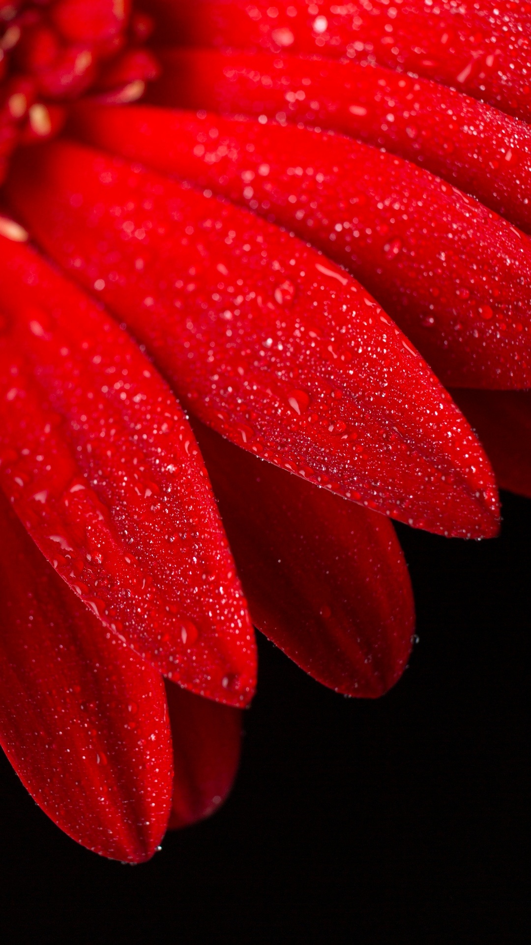 Обои стебель растения, цветок, вода, растение, лепесток в разрешении 1080x1920