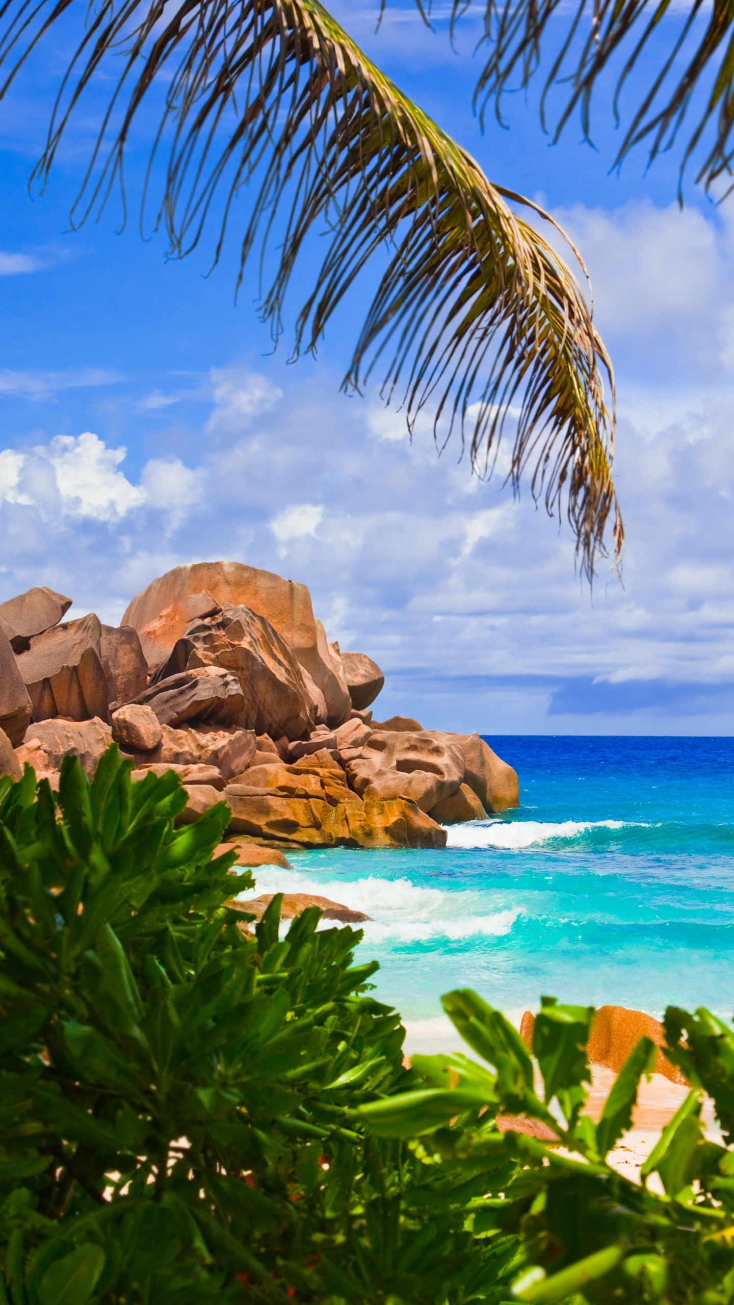 Обои пляж, море, ла диг, тропическая зона, растительность в разрешении 1440x2560