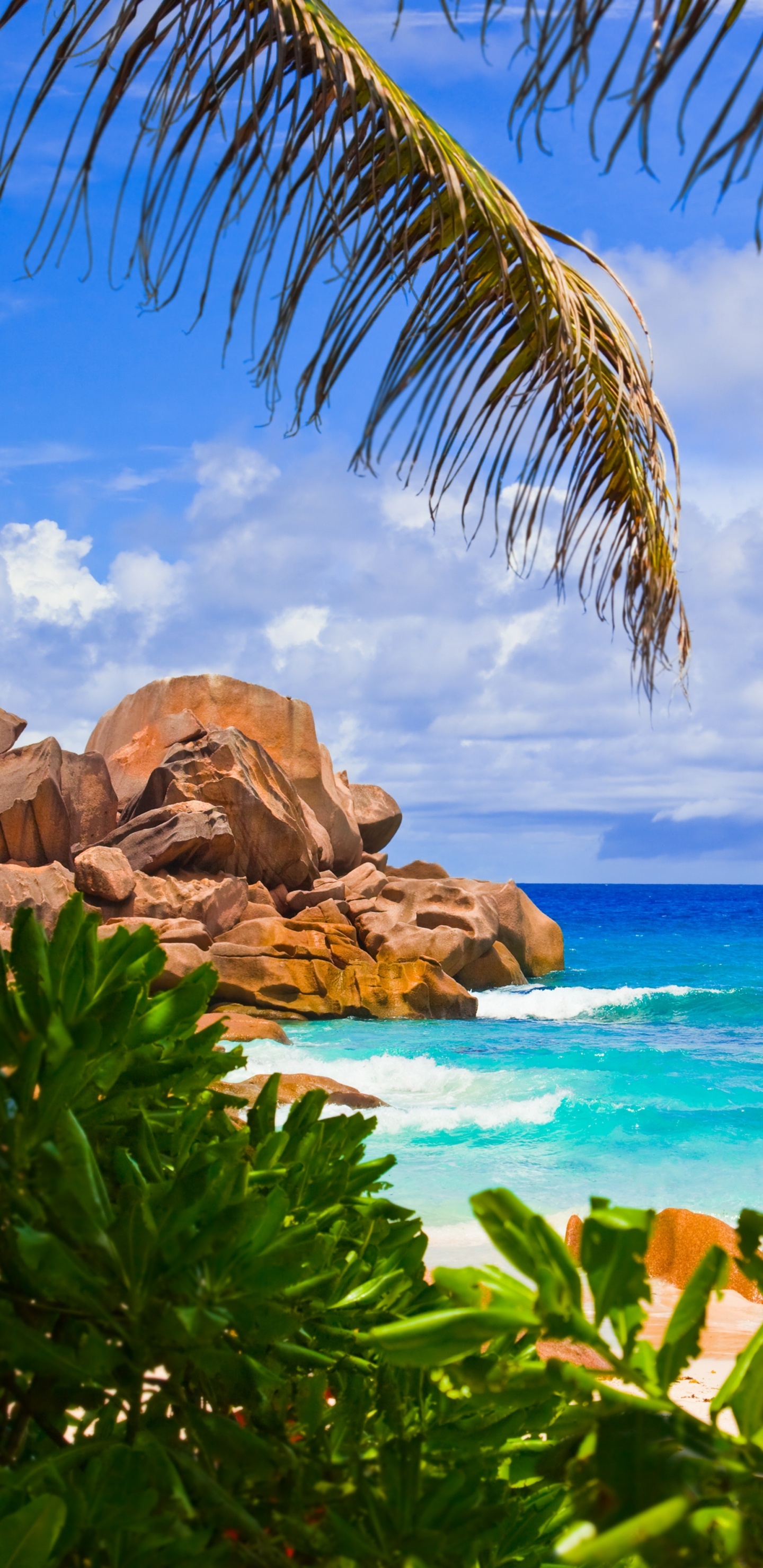 Обои пляж, море, ла диг, тропическая зона, растительность в разрешении 1440x2960