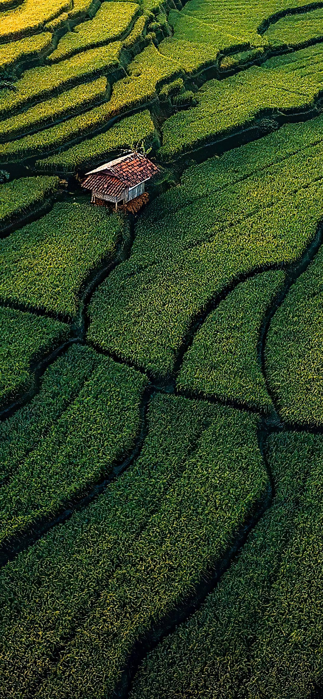 Обои растительность, трава, сенокосное угодье, газон, растение в разрешении 1242x2688