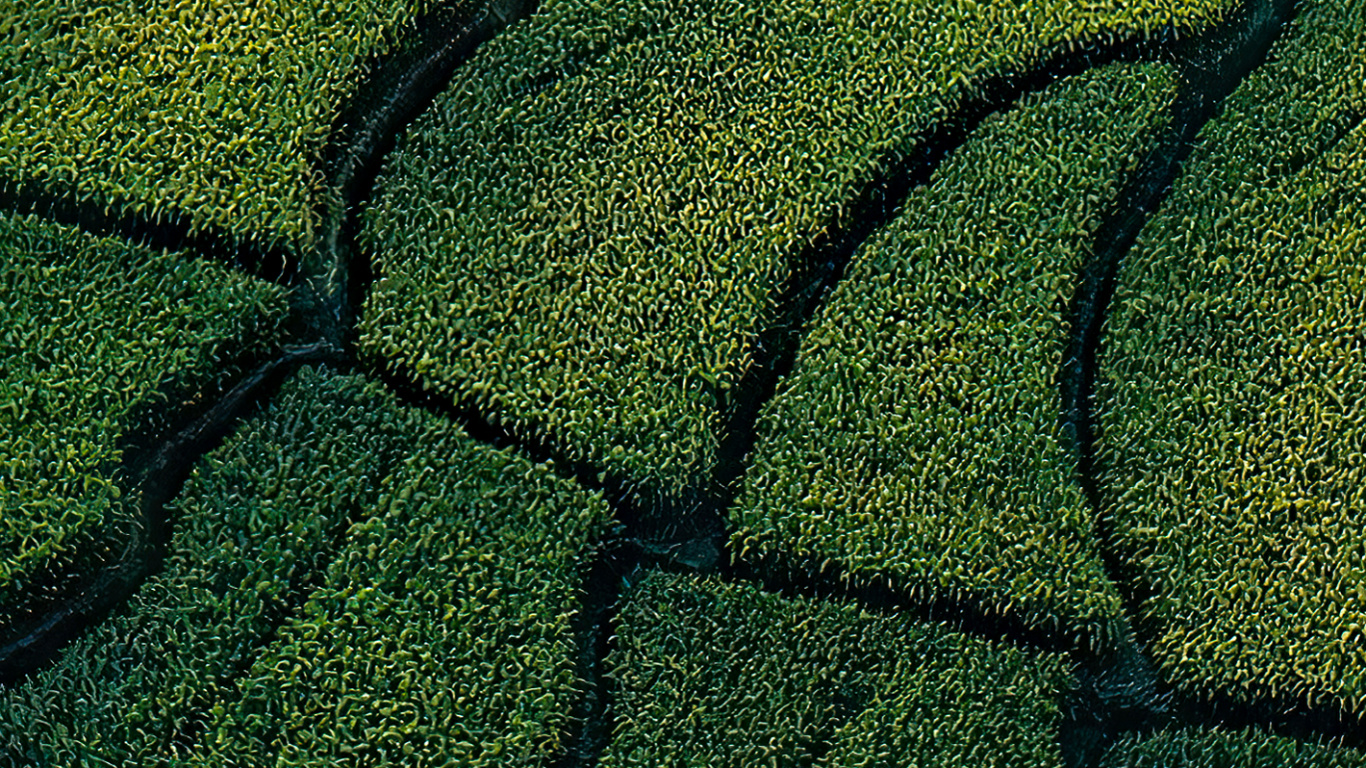 Обои растительность, трава, сенокосное угодье, газон, растение в разрешении 1366x768