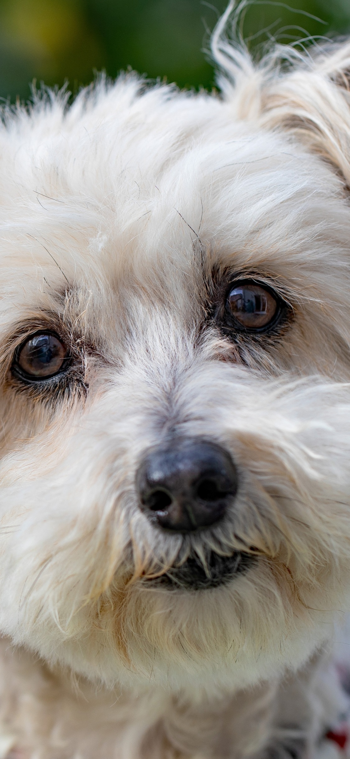 Обои пес, havanese собак, Себирская Хаски, Псовые, щенок в разрешении 1125x2436