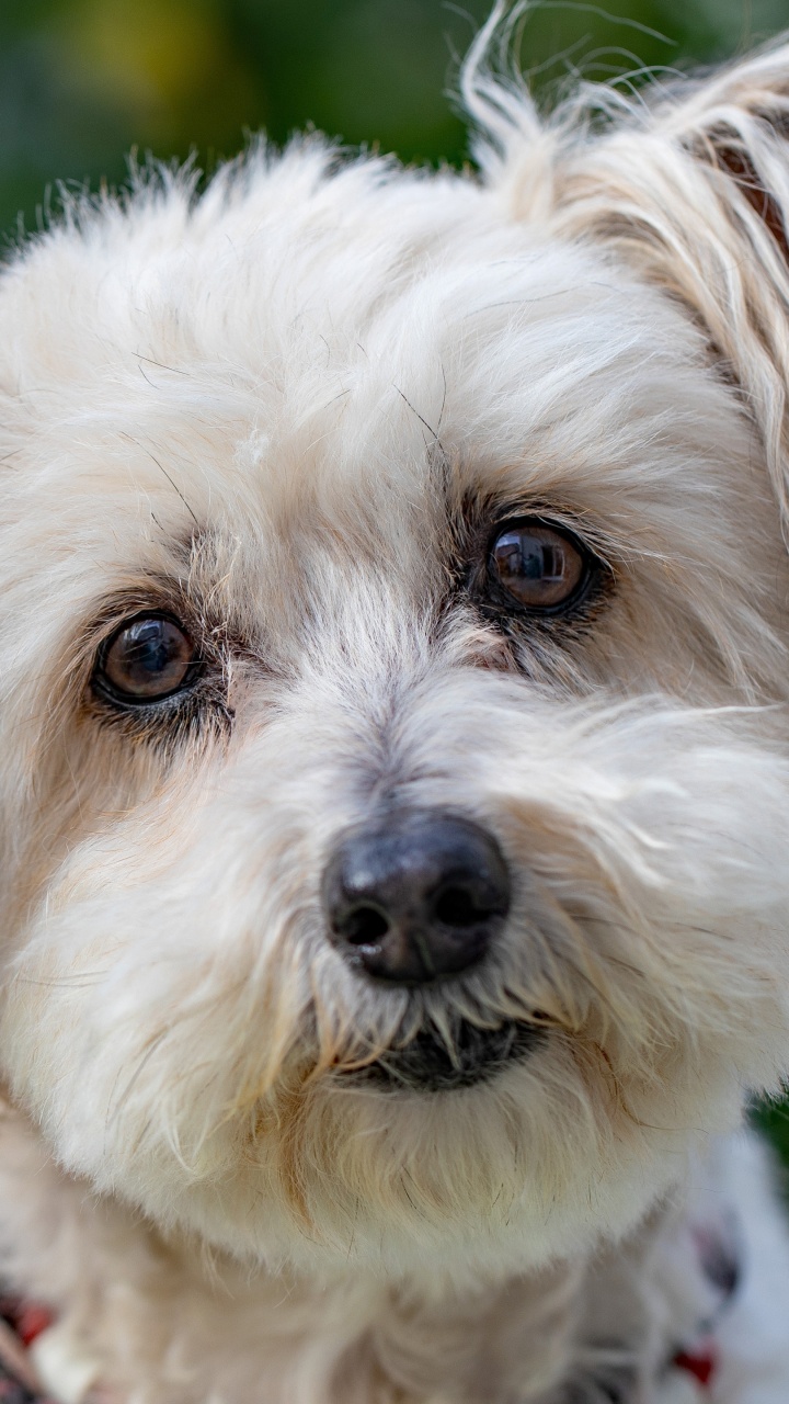 Обои пес, havanese собак, Себирская Хаски, Псовые, щенок в разрешении 720x1280