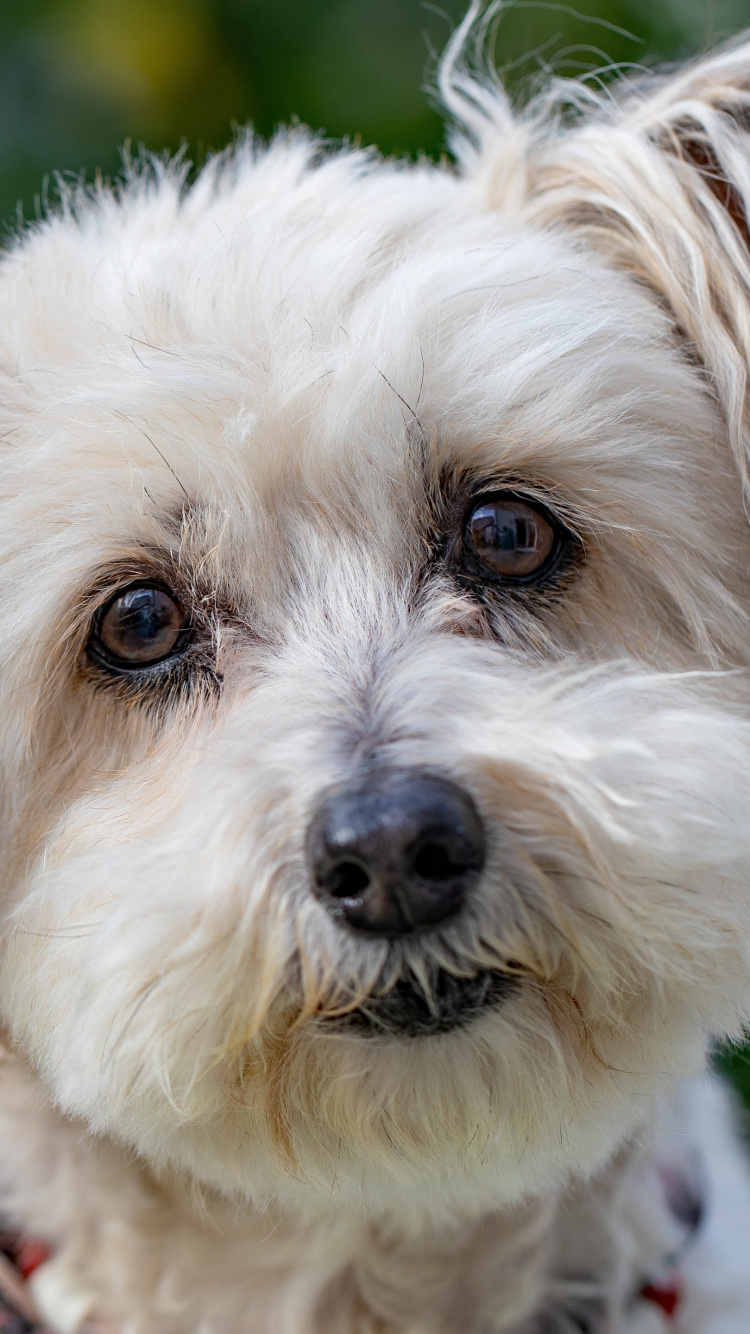 Обои пес, havanese собак, Себирская Хаски, Псовые, щенок в разрешении 750x1334