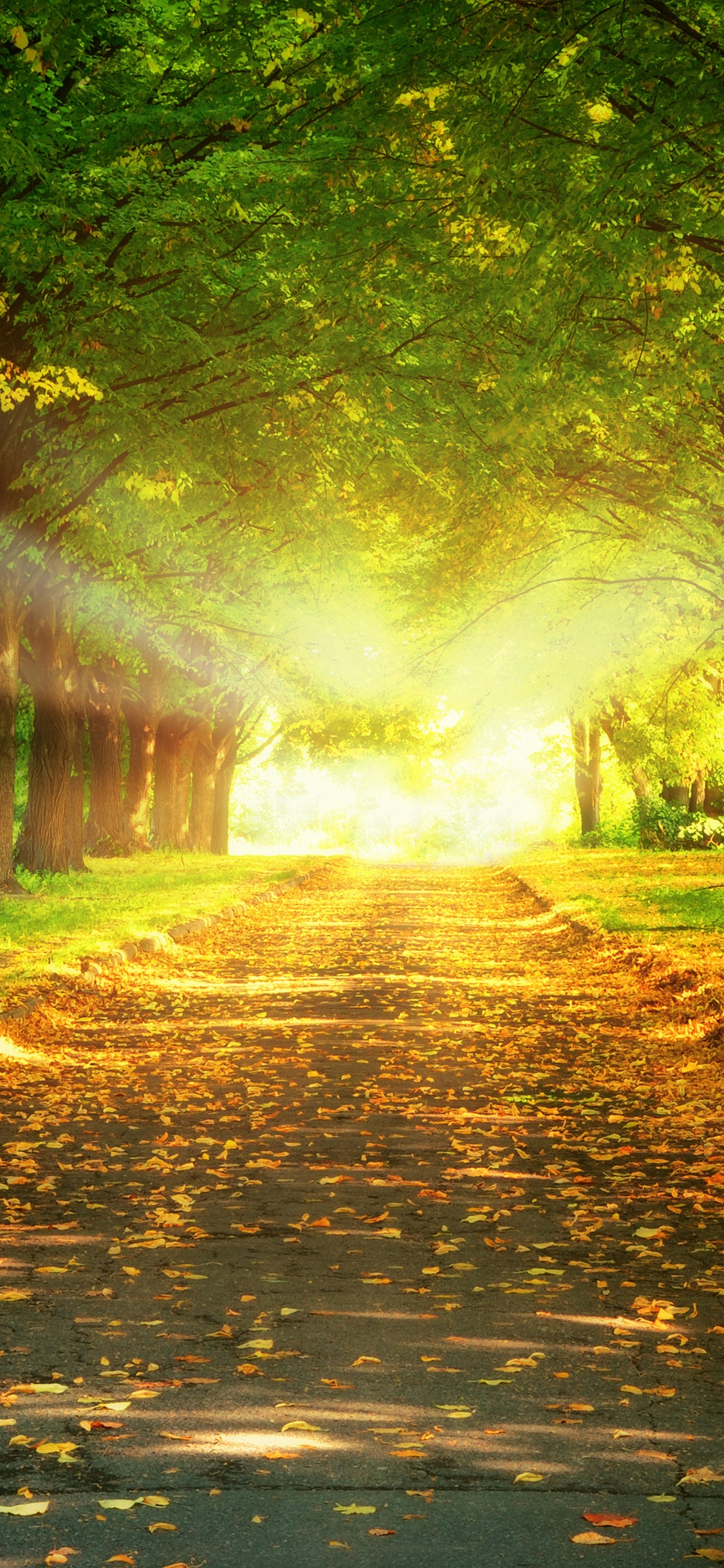 Обои солнечный свет, природный ландшафт, природа, Люди в природе, дерево в разрешении 1125x2436