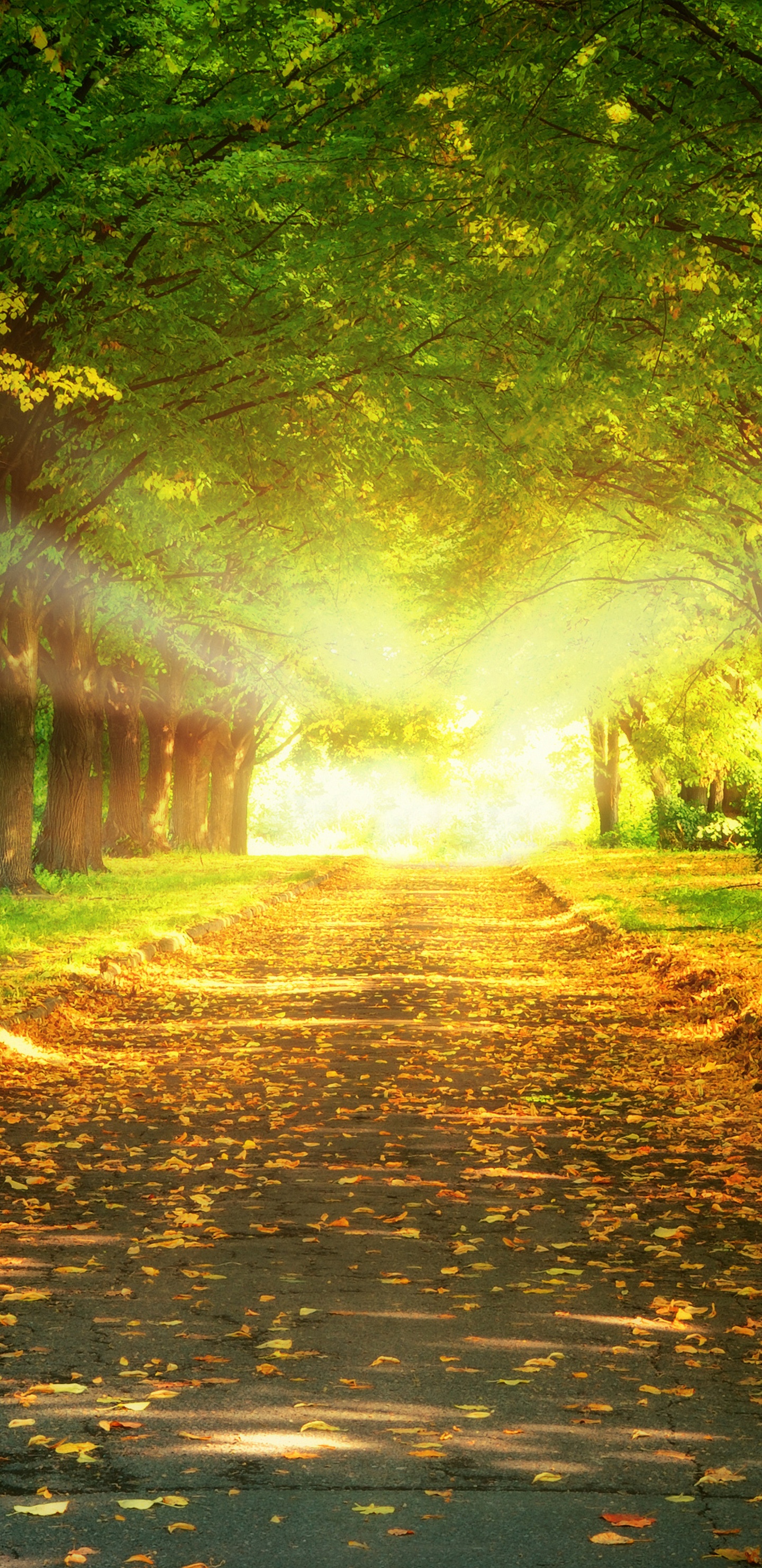 Обои солнечный свет, природный ландшафт, природа, Люди в природе, дерево в разрешении 1440x2960