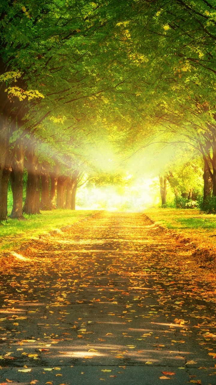 Обои солнечный свет, природный ландшафт, природа, Люди в природе, дерево в разрешении 720x1280