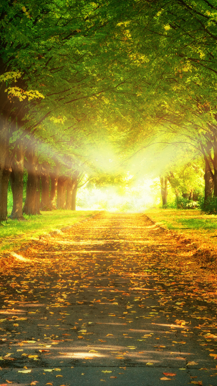 Обои солнечный свет, природный ландшафт, природа, Люди в природе, дерево в разрешении 750x1334