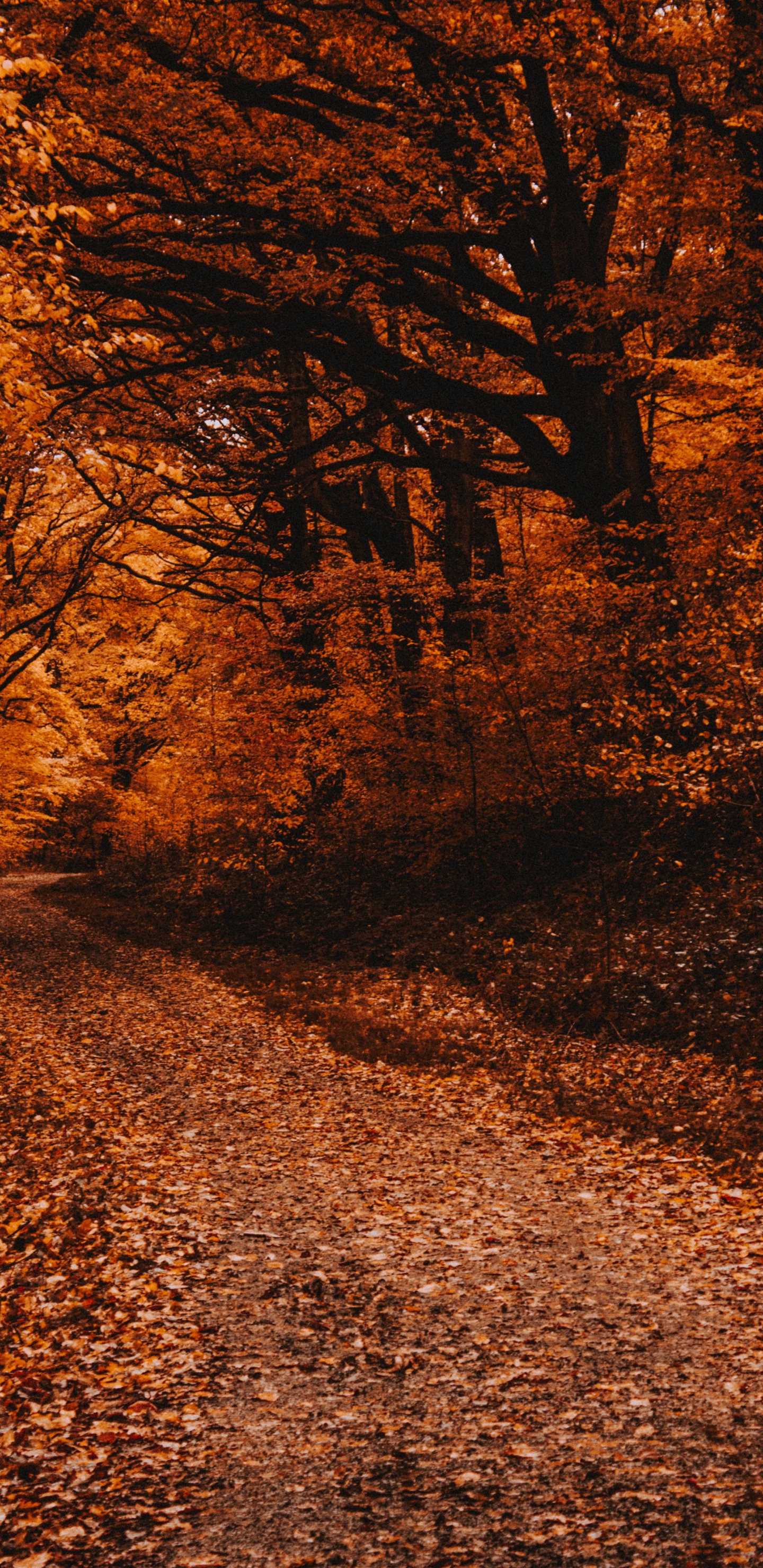 Обои осень, дерево, природа, лист, природный ландшафт в разрешении 1440x2960