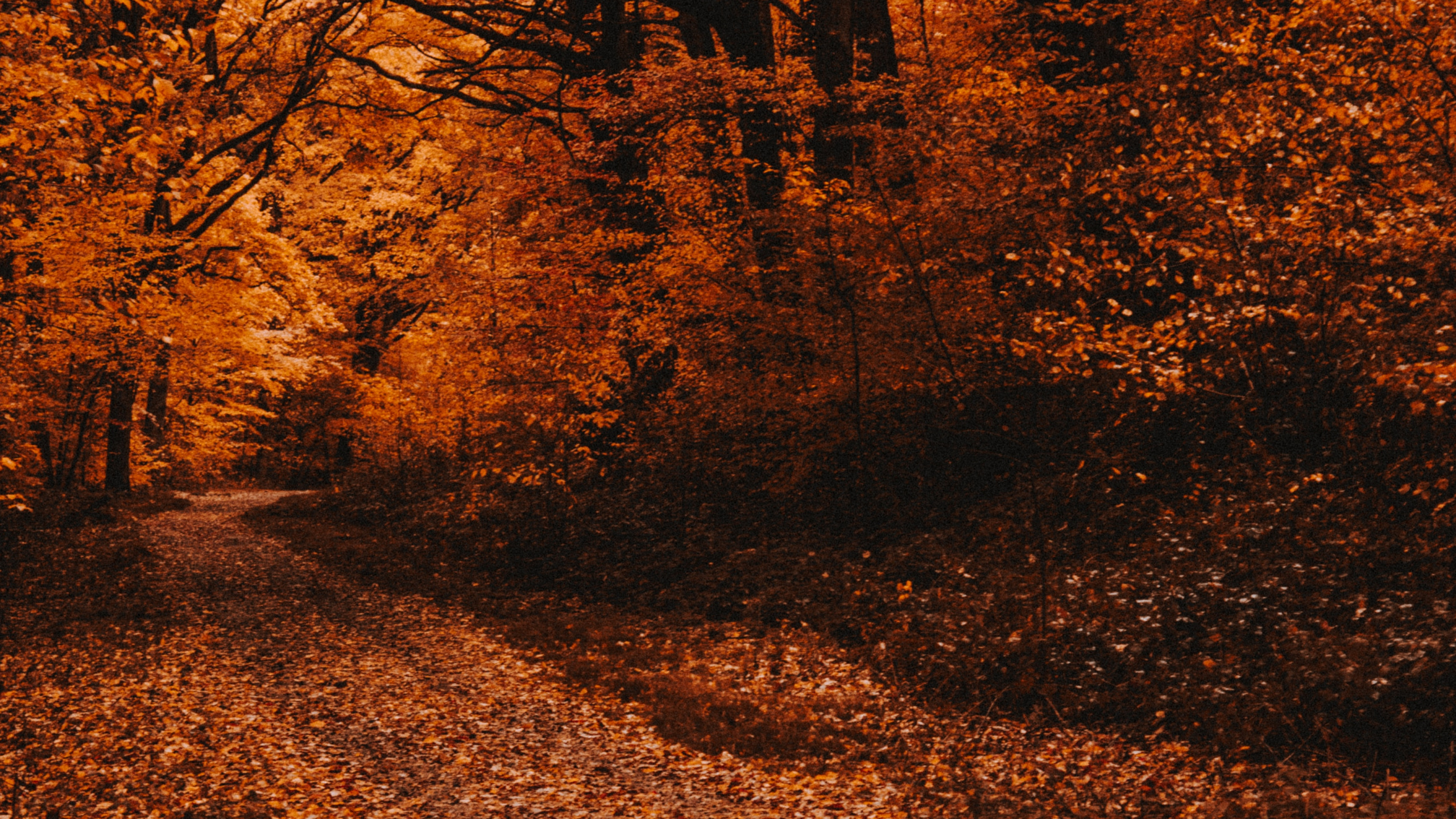 Обои осень, дерево, природа, лист, природный ландшафт в разрешении 2560x1440