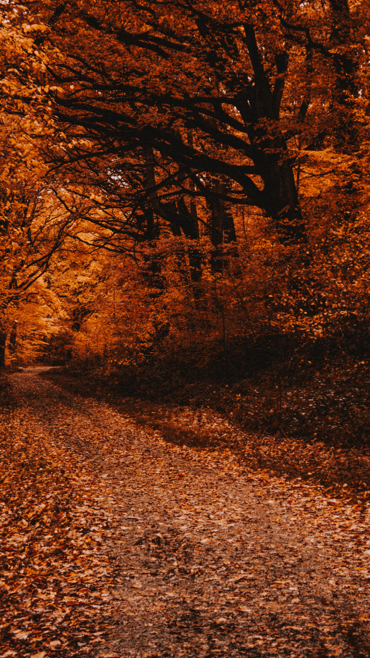 Обои осень, дерево, природа, лист, природный ландшафт в разрешении 750x1334