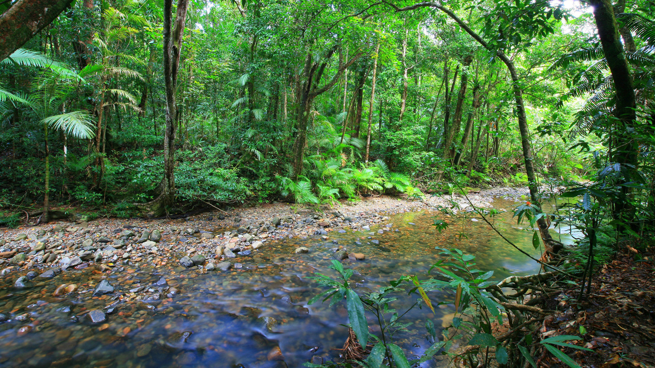 Обои австралия, тропические леса, Боскес-де-Австралия, лес, природа в разрешении 1280x720