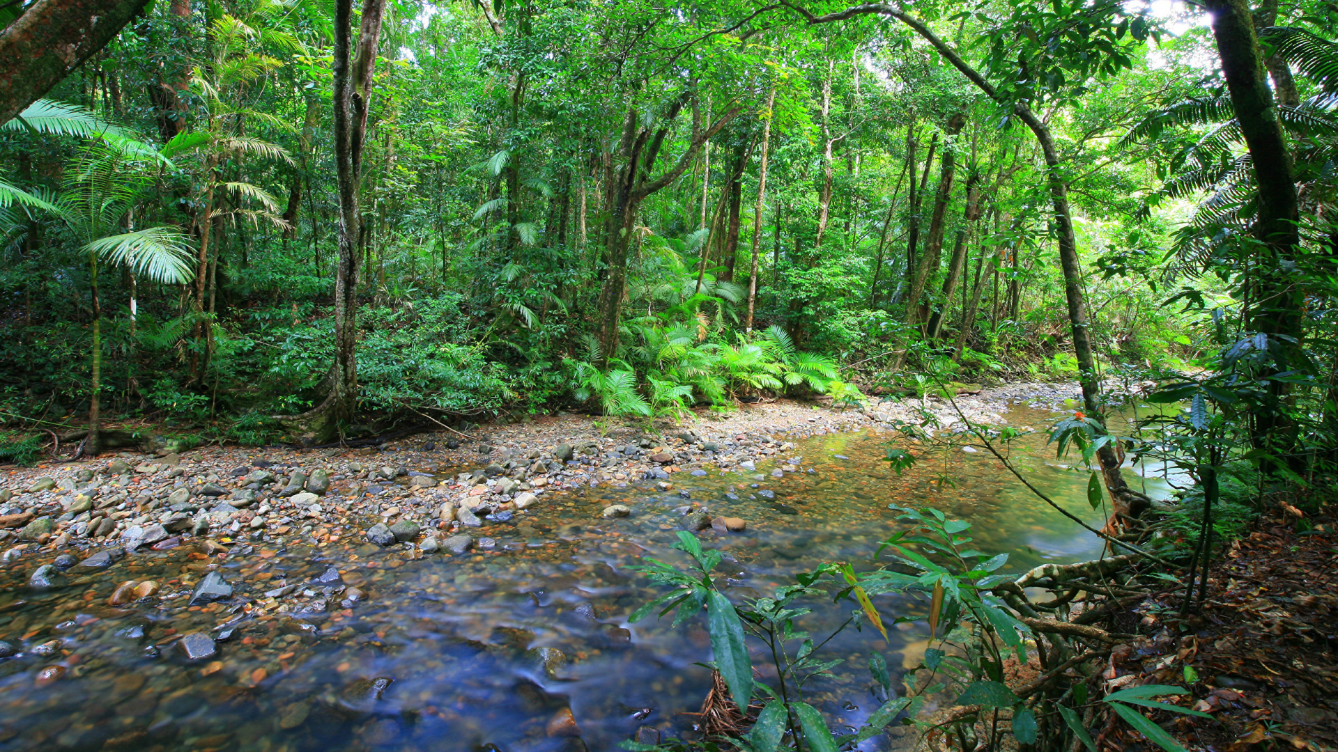 Обои австралия, тропические леса, Боскес-де-Австралия, лес, природа в разрешении 1920x1080