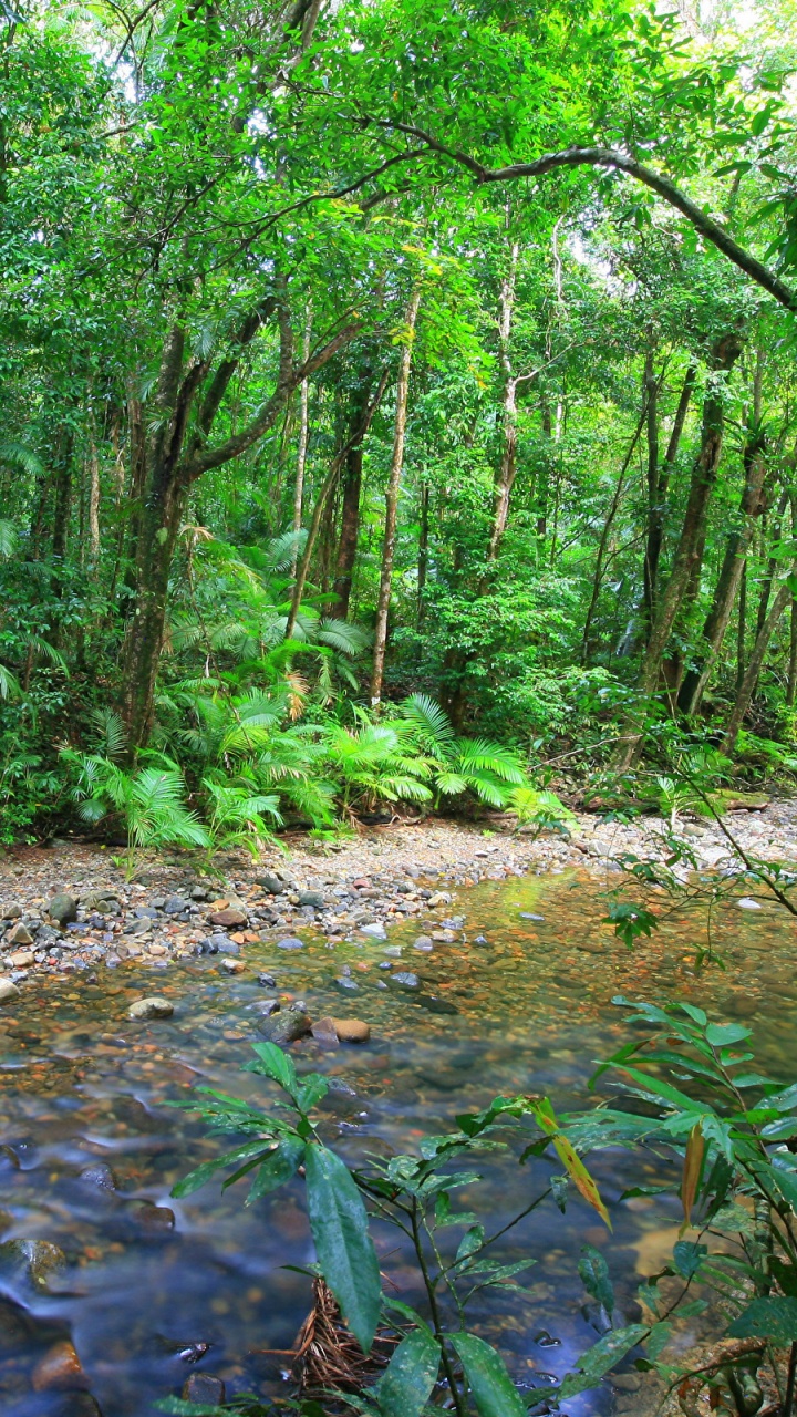 Обои австралия, тропические леса, Боскес-де-Австралия, лес, природа в разрешении 720x1280