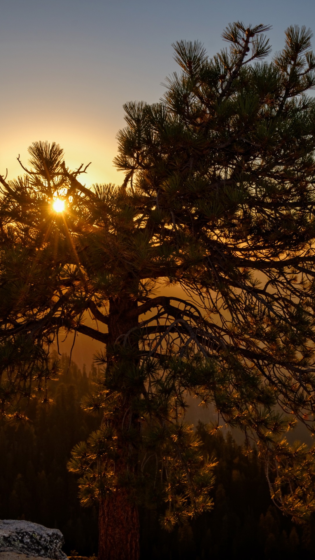 Обои солнце, закат, природа, дерево, утро в разрешении 1080x1920